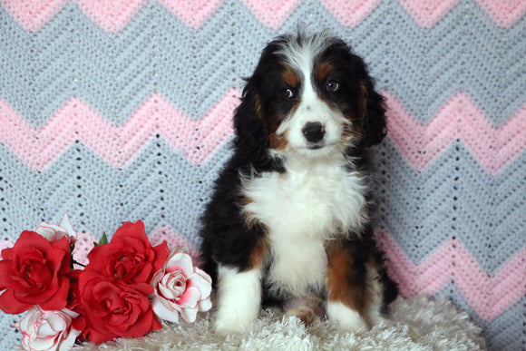 Mini Bernedoodle Puppy For Sale Mansfield, OH Male- Frisky