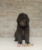 AKC Registered Poodle (Standard) For Sale Homesville, OH Male - Frisky