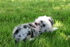 Australian Shepherd For Sale Fredericksburg, OH Male- Fritz