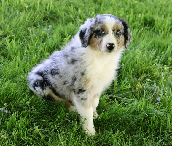 Australian Shepherd For Sale Fredericksburg, OH Male- Fritz