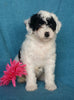 Mini Labradoodle For Sale Millersburg, OH Female- Oreo