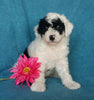Mini Labradoodle For Sale Millersburg, OH Female- Oreo