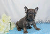 AKC Registered French Bulldog For Sale Wooster, OH Male- Gabriel