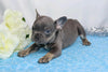 AKC Registered French Bulldog For Sale Wooster, OH Male- Galen