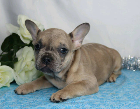 AKC Registered French Bulldog For Sale Wooster, OH Male- Gallant