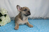AKC Registered French Bulldog For Sale Wooster, OH Male- Gallant