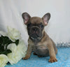 AKC Registered French Bulldog For Sale Wooster, OH Male- Garen