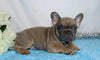 AKC Registered French Bulldog For Sale Wooster, OH Male- Garen