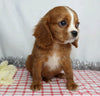 AKC Registered Cavalier King Charles Spaniel For Sale Wooster, OH Male- Gareth