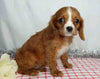 AKC Registered Cavalier King Charles Spaniel For Sale Wooster, OH Male- Gareth