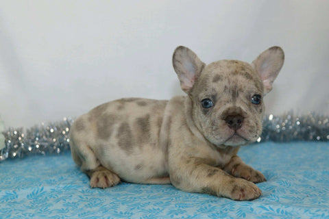 AKC Registered French Bulldog For Sale Wooster, OH Male- Garland