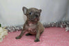 AKC Registered French Bulldog For Sale Wooster, OH Female- Gina