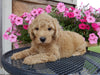 Mini Labradoodle For Sale Millersburg, OH Female- Ginger