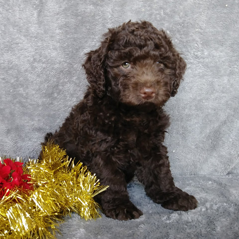 Mini Labradoodle For Sale Millersburg, OH Male- Ginger