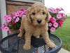 Mini Labradoodle For Sale Millersburg, OH Female- Ginger