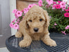 Mini Labradoodle For Sale Millersburg, OH Female- Ginger