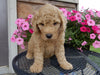 Mini Labradoodle For Sale Millersburg, OH Female- Ginger