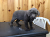 AKC Registered Silver Labrador Retriever For Sale Fredericksburg, OH Female- Grace