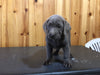 AKC Registered Silver Labrador Retriever For Sale Fredericksburg, OH Female- Grace