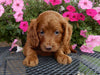 Mini Labradoodle For Sale Millersburg, OH Female- Gracie