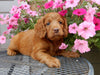 Mini Labradoodle For Sale Millersburg, OH Female- Gracie