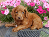 Mini Labradoodle For Sale Millersburg, OH Female- Gracie