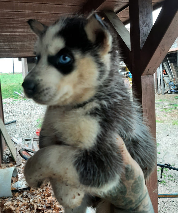 AKC Registered Siberian Husky For Sale West Union OH Male-Hank
