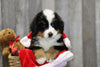 AKC Registered Bernese Mountain Dog For Sale Brinkhaven, OH Male- Hank