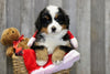 AKC Registered Bernese Mountain Dog For Sale Brinkhaven, OH Male- Hank