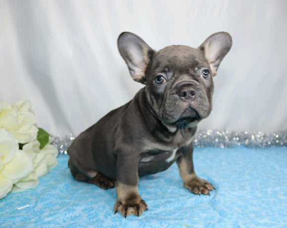 AKC Registered French Bulldog For Sale Wooster, OH Male- Hanley