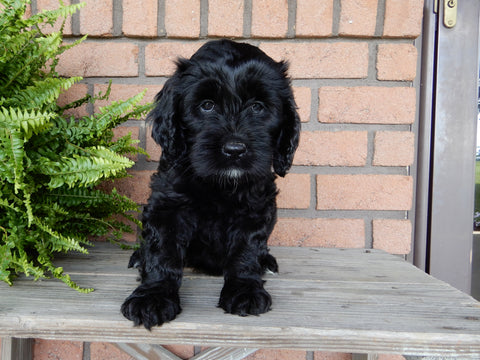 Mini Labradoodle For Sale Millersburg, OH Female- Heather