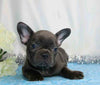 AKC Registered French Bulldog For Sale Wooster, OH Female- Heather