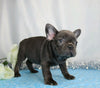 AKC Registered French Bulldog For Sale Wooster, OH Female- Heather