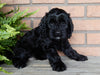 Mini Labradoodle For Sale Millersburg, OH Female- Heather