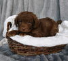 Mini Labradoodle For Sale Millersburg, OH Male- Henry