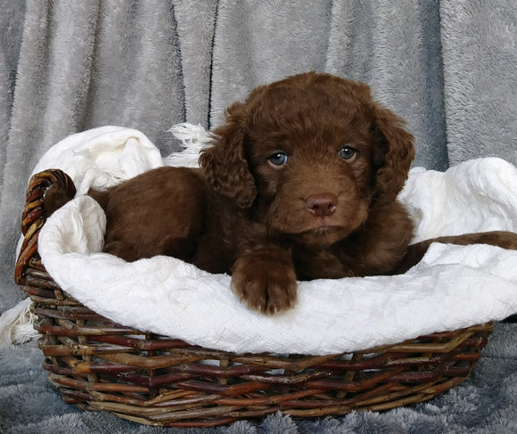 Mini Labradoodle For Sale Millersburg, OH Male- Henry