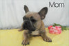 AKC Registered French Bulldog For Sale Wooster OH, Male- Erin