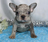 AKC Registered French Bulldog For Sale Wooster, OH Male- Hudson