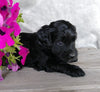 F1B Mini Labradoodle For Sale Millersburg, OH Female- Huggables