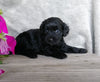 F1B Mini Labradoodle For Sale Millersburg, OH Female- Huggables