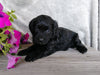 F1B Mini Labradoodle For Sale Millersburg, OH Female- Huggables