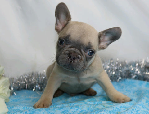 AKC Registered French Bulldog For Sale Wooster, OH Male- Hugo