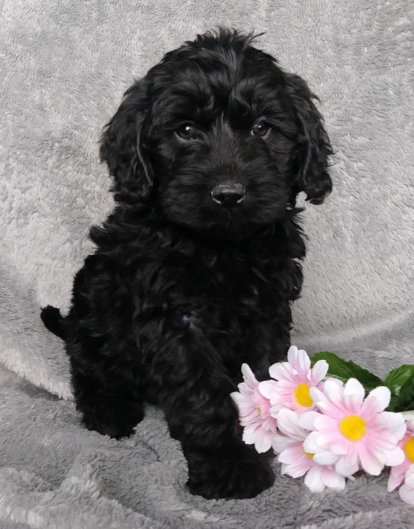 Medium F1B Labradoodle For Sale Millersburg, OH Male- Hunter