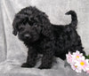 Medium F1B Labradoodle For Sale Millersburg, OH Male- Hunter