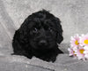 Medium F1B Labradoodle For Sale Millersburg, OH Male- Hunter