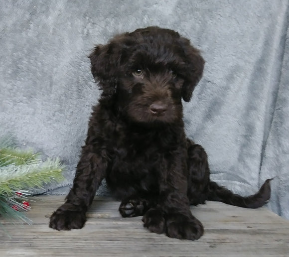 Medium F1B Labradoodle For Sale Millersburg, OH Male- Hunter