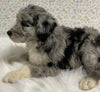 Australian Shepherd Mix Puppy For Sale Holmesville OH Male-Fletcher