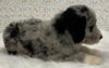 Australian Shepherd Mix Puppy For Sale Holmesville OH Male-Fletcher