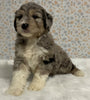 Australian Shepherd Mix Puppy For Sale Holmesville OH Female-Lilac