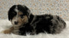 Australian Shepherd Mix Puppy For Sale Holmesville OH -Male Flynn